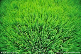 麦田