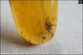 泓霖 波罗的海虫珀