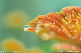 非洲菊