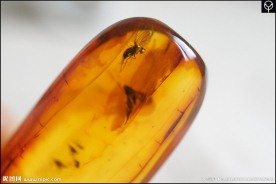泓霖 波罗的海虫珀