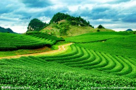 茶园 茶园风光