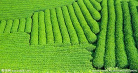 茶园 茶园风光