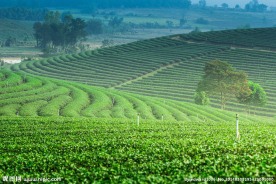 茶园 茶园风光