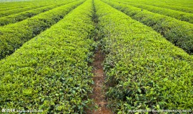 茶园 茶园风光