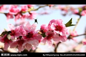 桃花蜜蜂视频