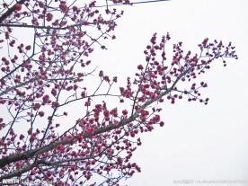 梅花香自苦寒来