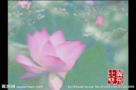 荷花视频素材