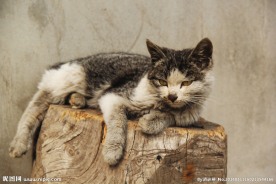 动物 猫