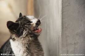 动物 猫
