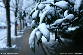 雪韵