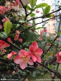 红梅花
