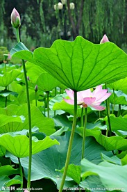 莲开并蒂