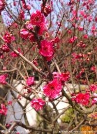 春天里的桃花