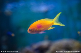 热带鱼