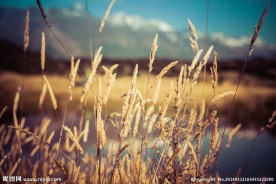 野外芦苇