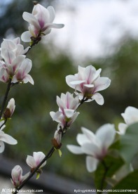 玉兰迎春