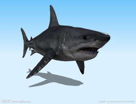 大鲨鱼3D模型