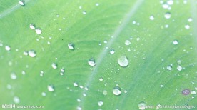 叶子上的雨露