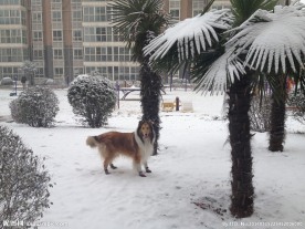 雪中