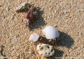 海滩贝壳