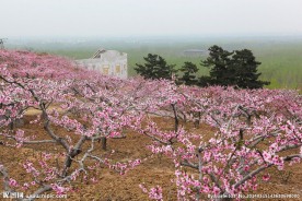 桃花林