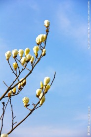 一枝独秀白玉兰