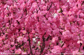 春天桃花鲜花开花