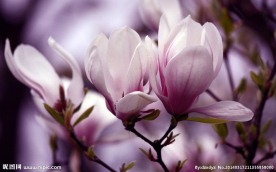 白玉兰花