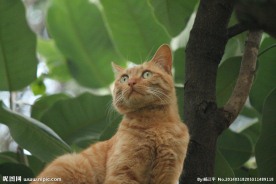 野猫