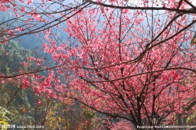 台湾台北乌来樱花季节