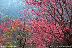 台湾台北乌来樱花盛开