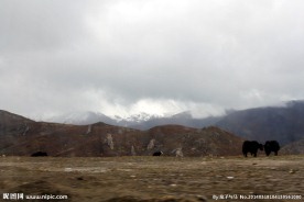 牦牛雪山