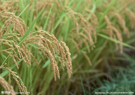 稻穗