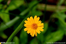 野菊花