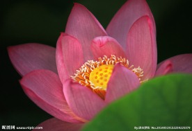 红莲花