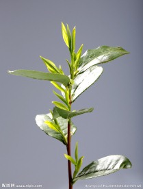 龙井茶 茶叶 嫩芽