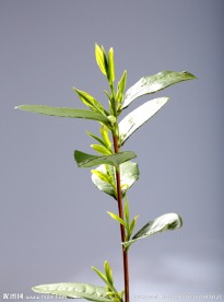 龙井茶 茶叶 嫩芽