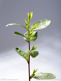 龙井茶 茶叶 嫩芽