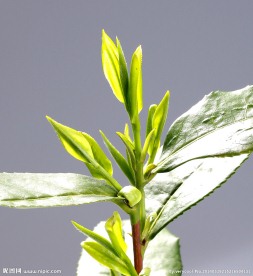 龙井茶 茶叶 嫩芽