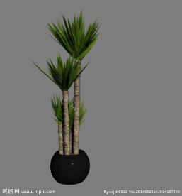 植物模型