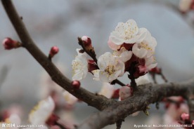 梅花