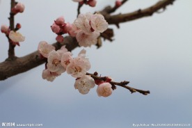 梅花