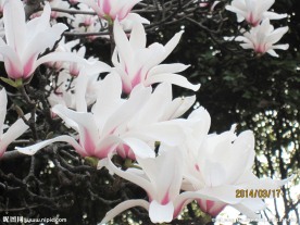 春讯 白玉兰