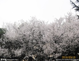 李树花开