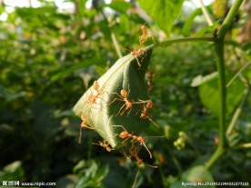 蚂蚁窝