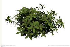 植物模型