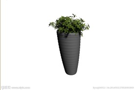 植物模型