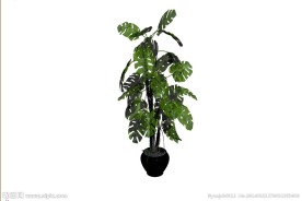 植物模型