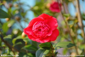 红茶花