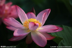 红莲花